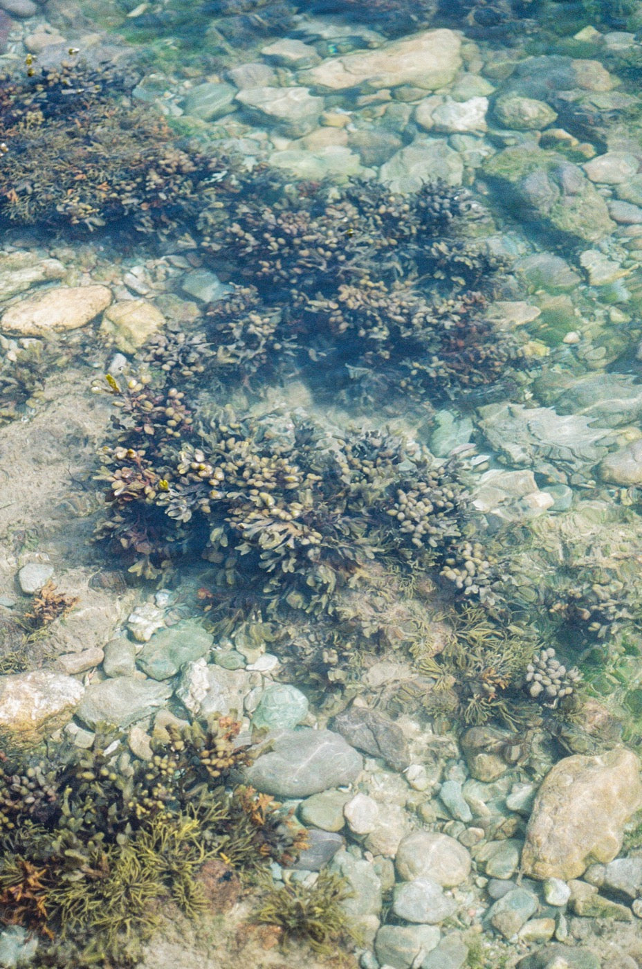 Seaweed growing on rocks in shallow, clear sea water